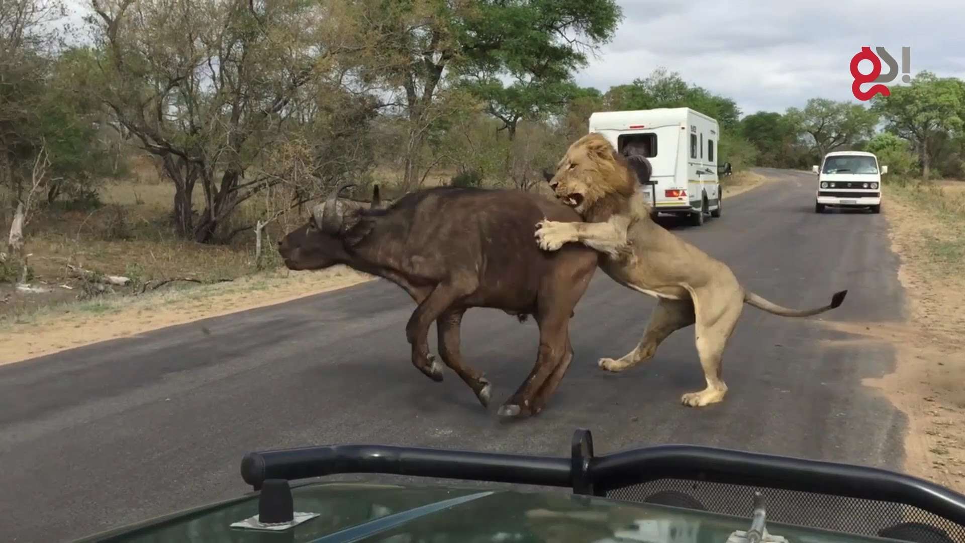 Нападение животных. Буйвол против Льва схватка. Атака Львов на буйволов.