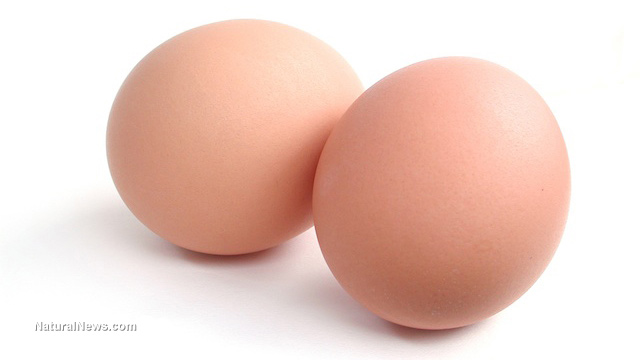 Shkencëtarët tregojnë përse duhet të hani vezë për mëngjes – Lajmi.net