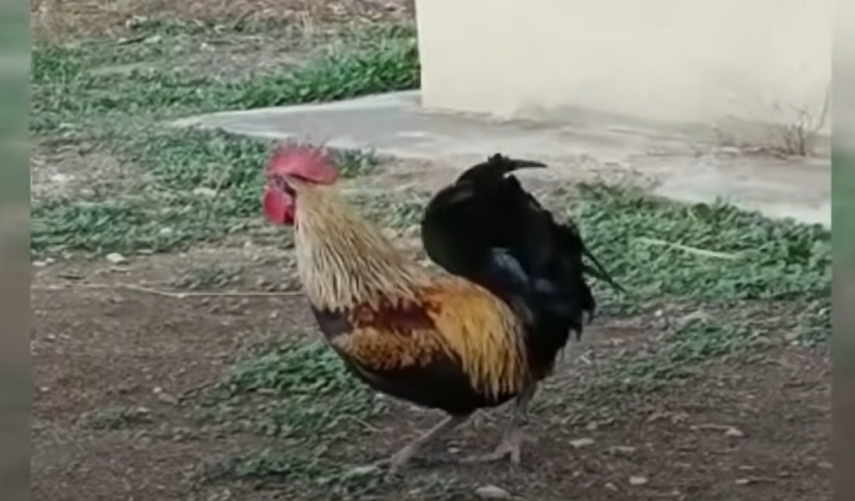 Ky është gjeli që këndon derisa i bie të fikët