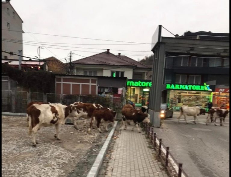 Oborri i Spitalit të Pejës mbushet me lopë