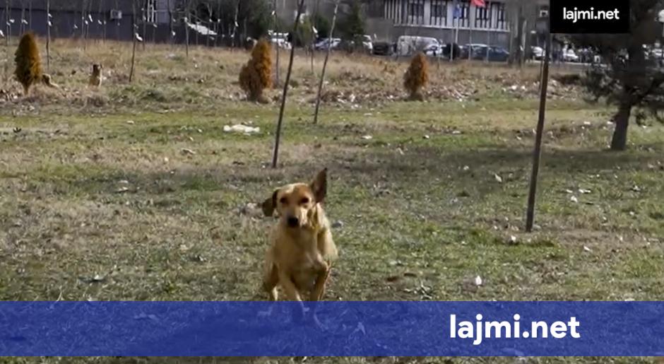 Qeni kafshon një qytetar në Prishtinë