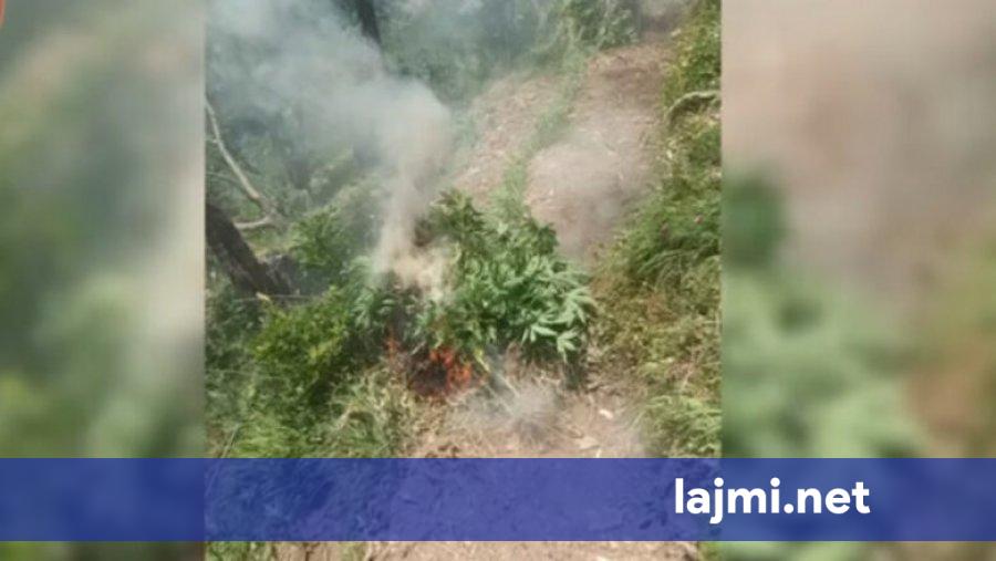 Asgjësohen mbi 40 mijë bimë kanabis në Shkodër  në hetim 10 zyrtarë lokalë