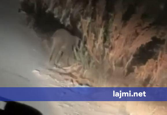 Derrat e egër shfaqen afër rrugës Mati në Prishtinë  rrezikohen qytetarët