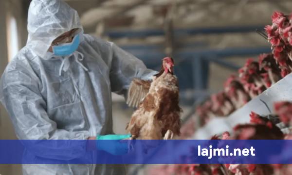 auv-heq-nje-pjese-te-ndalimit-te-importit-te-shpezeve-nga-gjermania