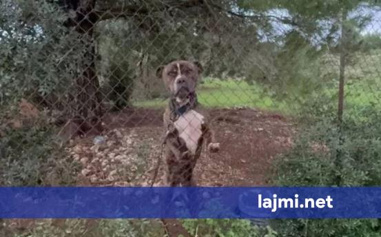 Qeni që mbyti 2 vjeçarin shqiptar në Greqi  me urdhër të prokurorit dërgohet në strehimore