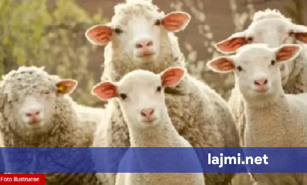 Ndalohet i dyshuari në Podujevë për kontrabandë të kafshëve nga Serbia