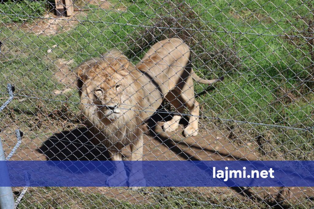 Luani që mbahej si kafshë shtëpiake në Shqipëri strehohet në Gjermani