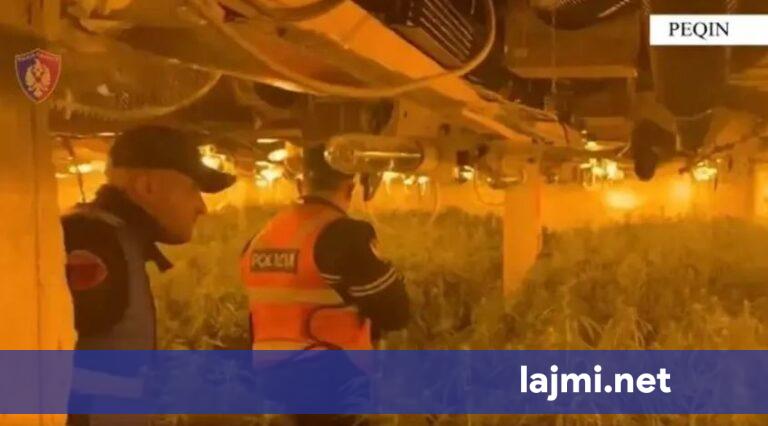 Policia publikon pamjet nga magazina e mbushur me kanabis  drejtori i Burgut të Rrogozhinës shpallet në kërkim