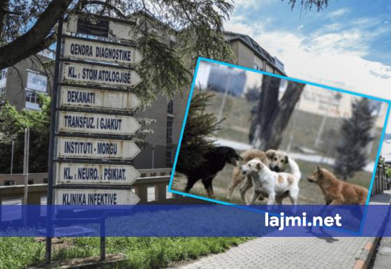 Doktoresha shtatzënë sulmohet nga qentë endacakë brenda QKUK së  kjo është gjendja e saj