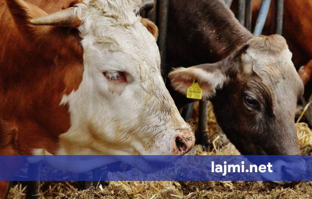 Po tentonte të kontrabandonte pesë lopë dhe një viç   Policia arrin ta parandalon rastin në Zllakuqan  kafshët i dorëzohet Doganës