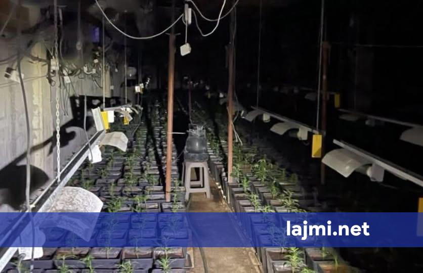 Sot pritet të bëhet asgjësimi i bimëve narkotike nga laboratori i zbuluar në Pejë