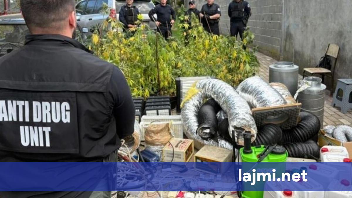 U sekuestruan mbi 90 bimë kanabis dhe armë   Detaje nga zbulimi i laboratorit të drogës në Pejë