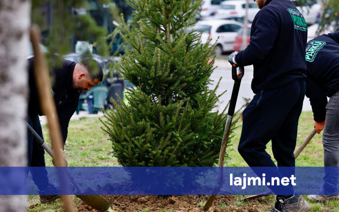 Rama  Mbjellja e rreth 100 kurorave në rrugën  Tirana  hap drejt gjelbërimit urban në Prishtinë