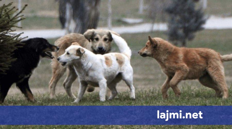 Dy gra sulmohen nga qentë endacakë në Gjilan