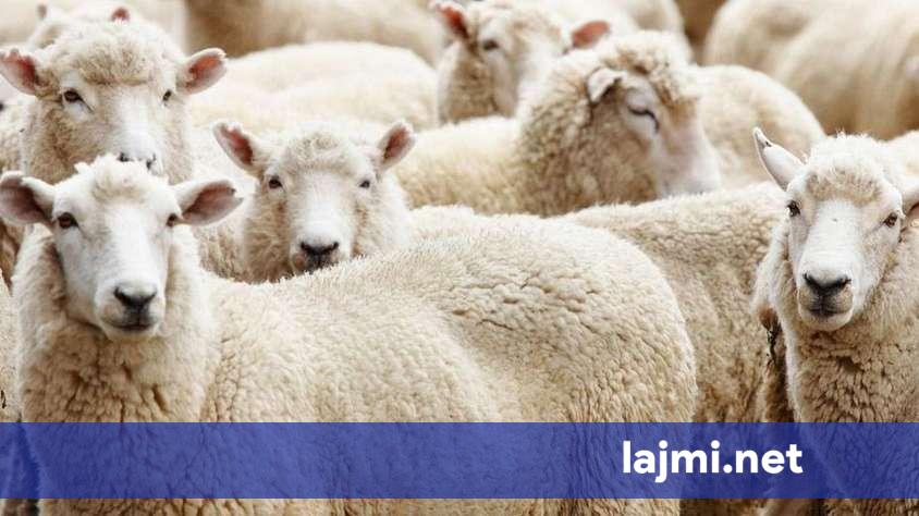 Çmimi për kurban rritet prapë në Kosovë  sivjet bëhet 200 euro