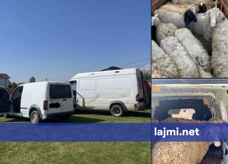 Një ditë para Kurban Bajramit  Policia e Kosovës parandalon kontrabandimin e deleve nga Serbia