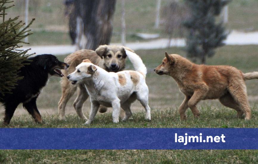 Dyshohet për helmim të qenve endacakë në Mitrovicë  aktivistët  situatë e rëndë dhe pa reagim institucional