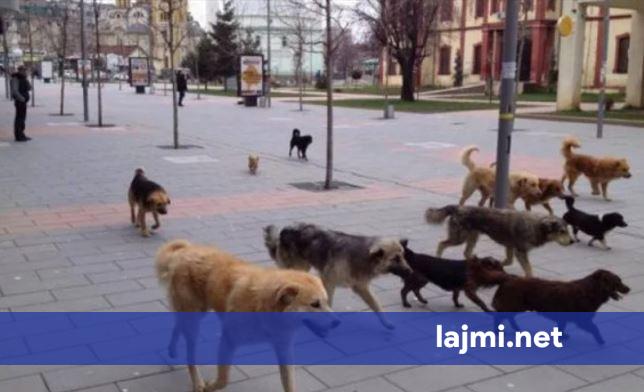 Përballë sfidës me qentë endacakë  organizatat vendore dhe holandeze sigurojnë 50 mijë euro për sterilizim