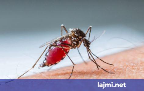 dy-raste-te-etheve-te-nilit-perendimor-ne-kliniken-per-semundje-infektive-ne-shkup