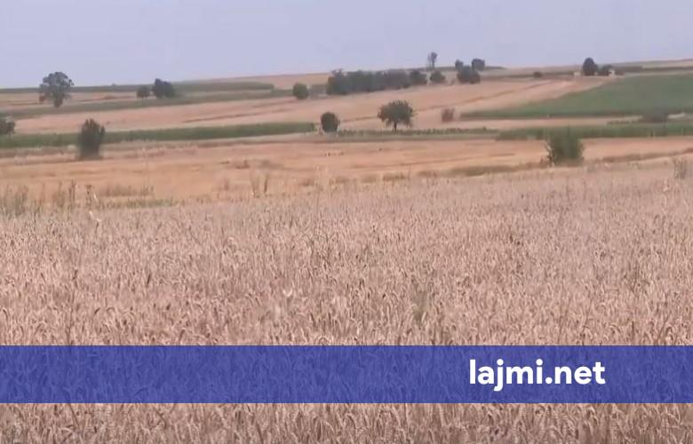 Fermerët ankohen për vështirësi  thonë se mullinjtë nuk po pranojnë grurin