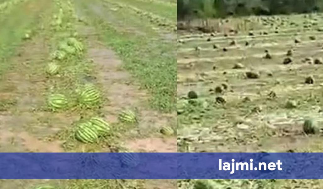 Breshëri godet fermerët e Istogut  Ferati  Komisionet dalin nesër për evidentimin e dëmeve