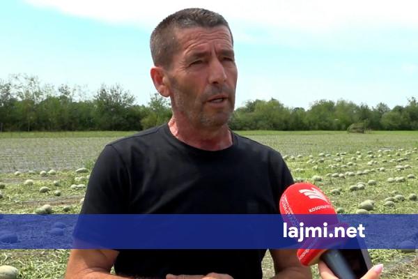 Asgjë nuk shpëtoi nga breshri   bujku nga Kovraga e Istogut  Dëmet 40 mijë euro