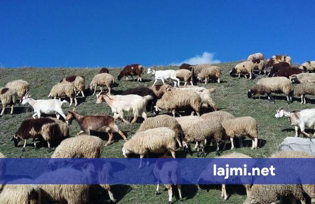 AUV ngre alarmin  Konfirmohen raste të lijës së dhenve dhe dhive në katër komuna