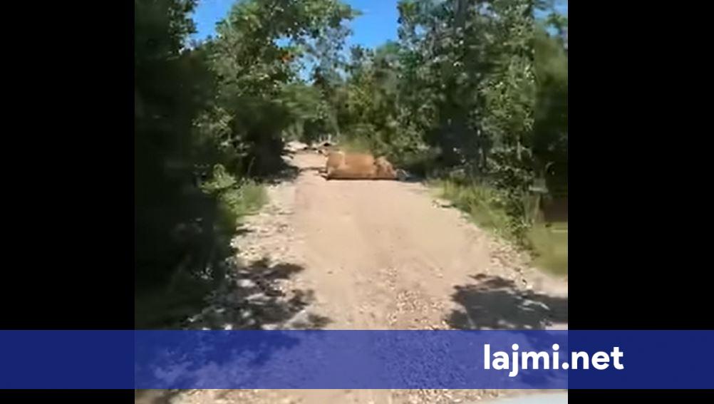 Lopë të ngordhura në rrugë  pamje të pabesueshme nga një fshat i Gjilanit