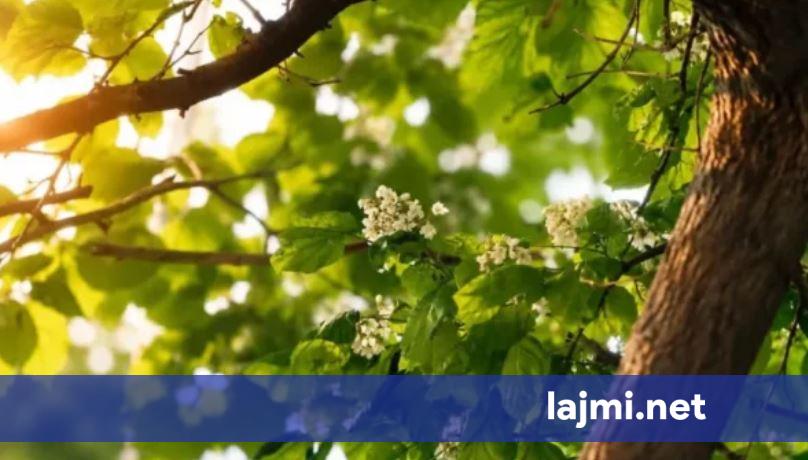 IHMK paralajmëron nxehtësi të madhe  ja kur duhet shmangur dielli