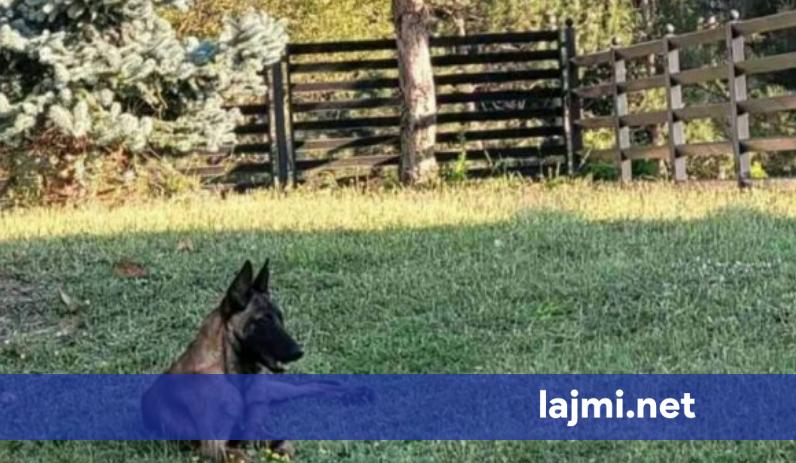 Qeni belg qëndron dy ditë në oborrin e një shtëpie në Shtime  Policia kërkon pronarin
