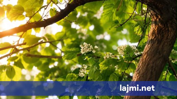Mot i nxehtë edhe sot  temperaturat arrijnë deri në 36 gradë