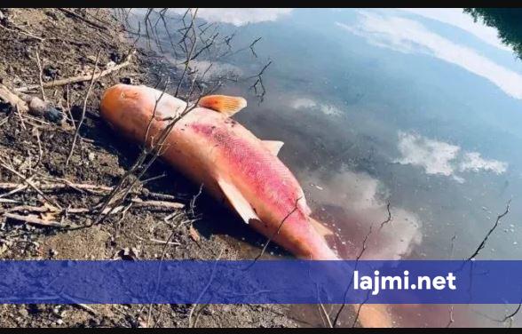 Tre peshq mbi 40 kilogramë ngordhin në Badoc  ngrihen dyshime për gjendjen e ujit