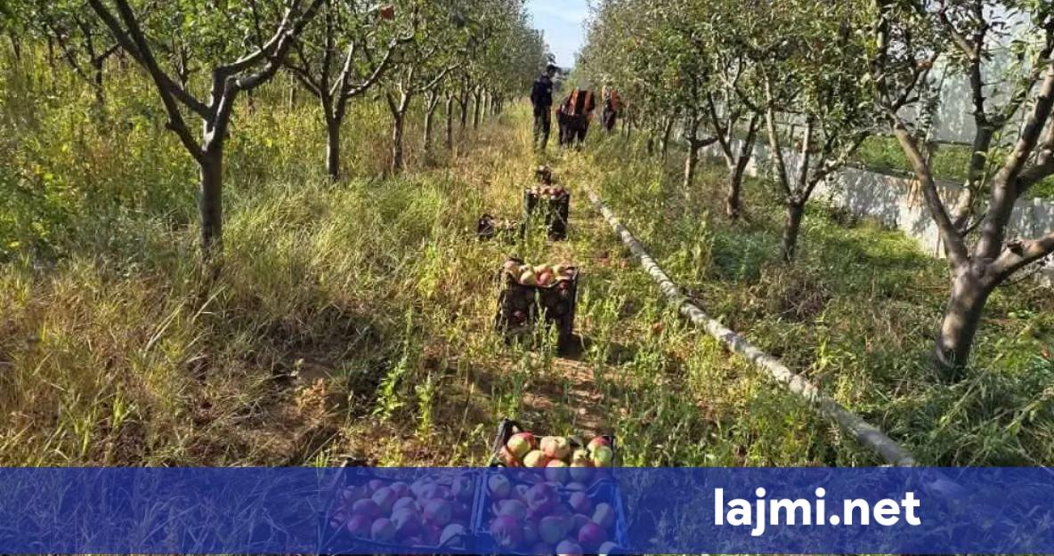 Punë bujqësore në Smrekonicë  të burgosurit angazhohen në vjeljen e mollëve dhe nxjerrjen e patateve