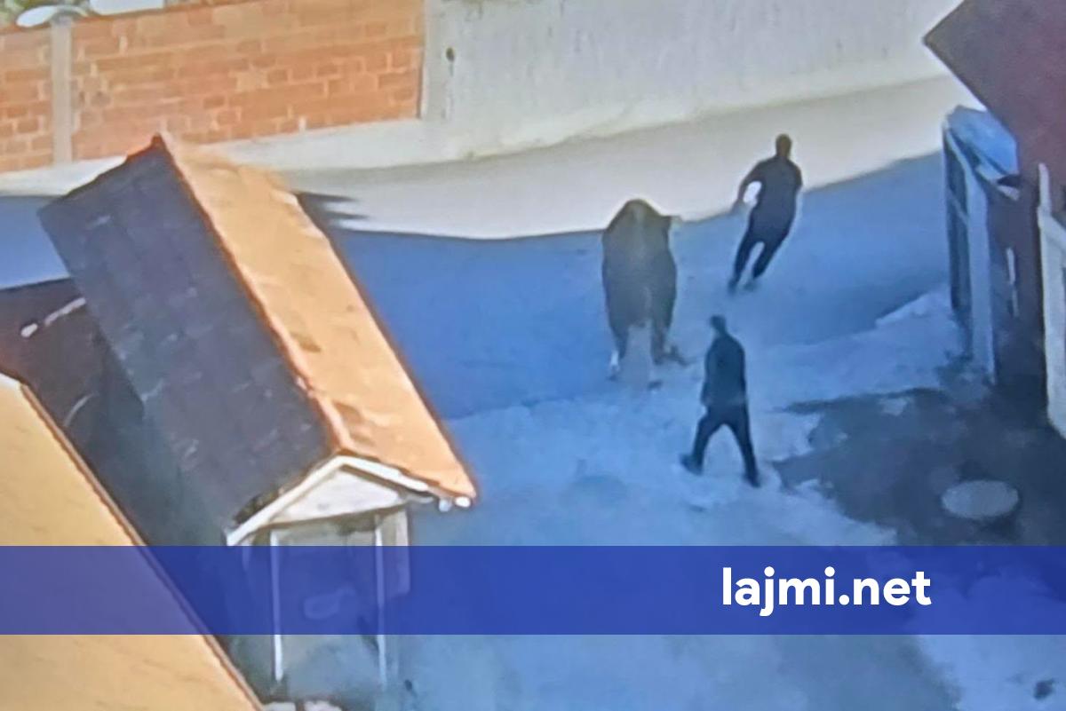 Aksion në Kamenicë  Policia sekuestron shtatë krerë gjedhe të kontrabanduara nga Serbia